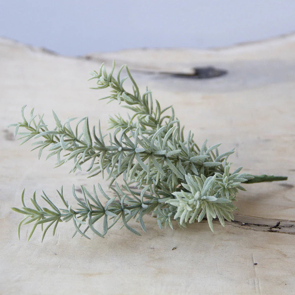 Sea Fern