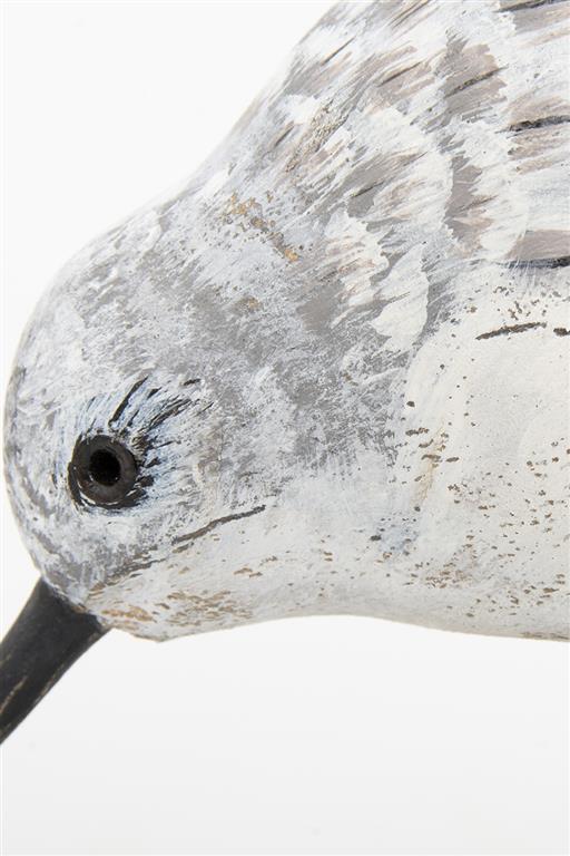 Sandpiper Bird