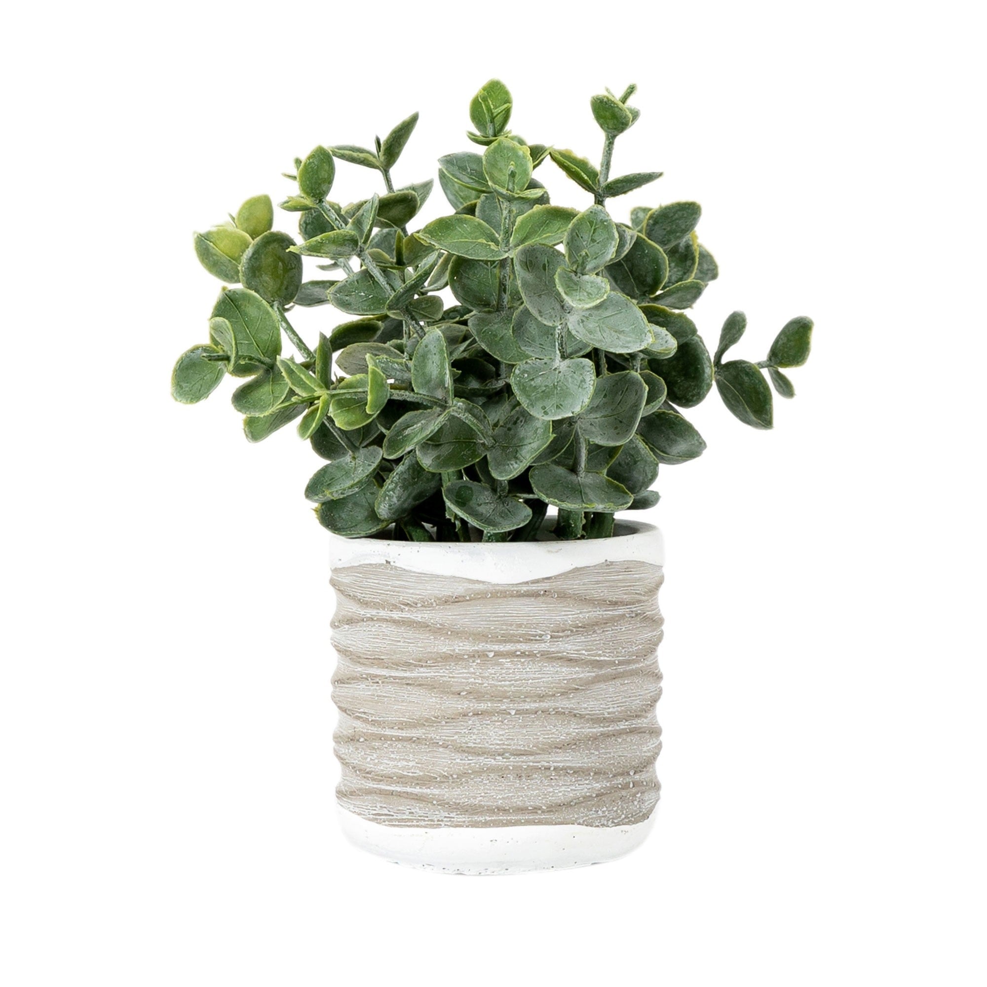 Eucalyptus in Wavy Ceramic Pot