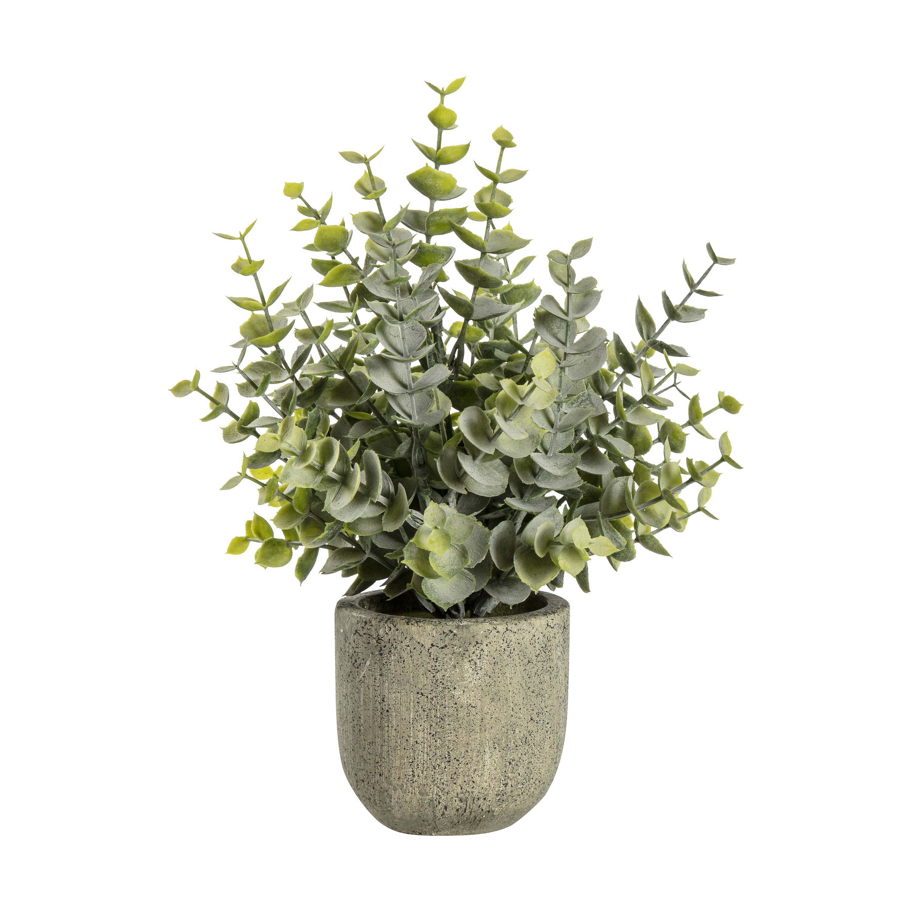 Eucalyptus with Rustic Pot