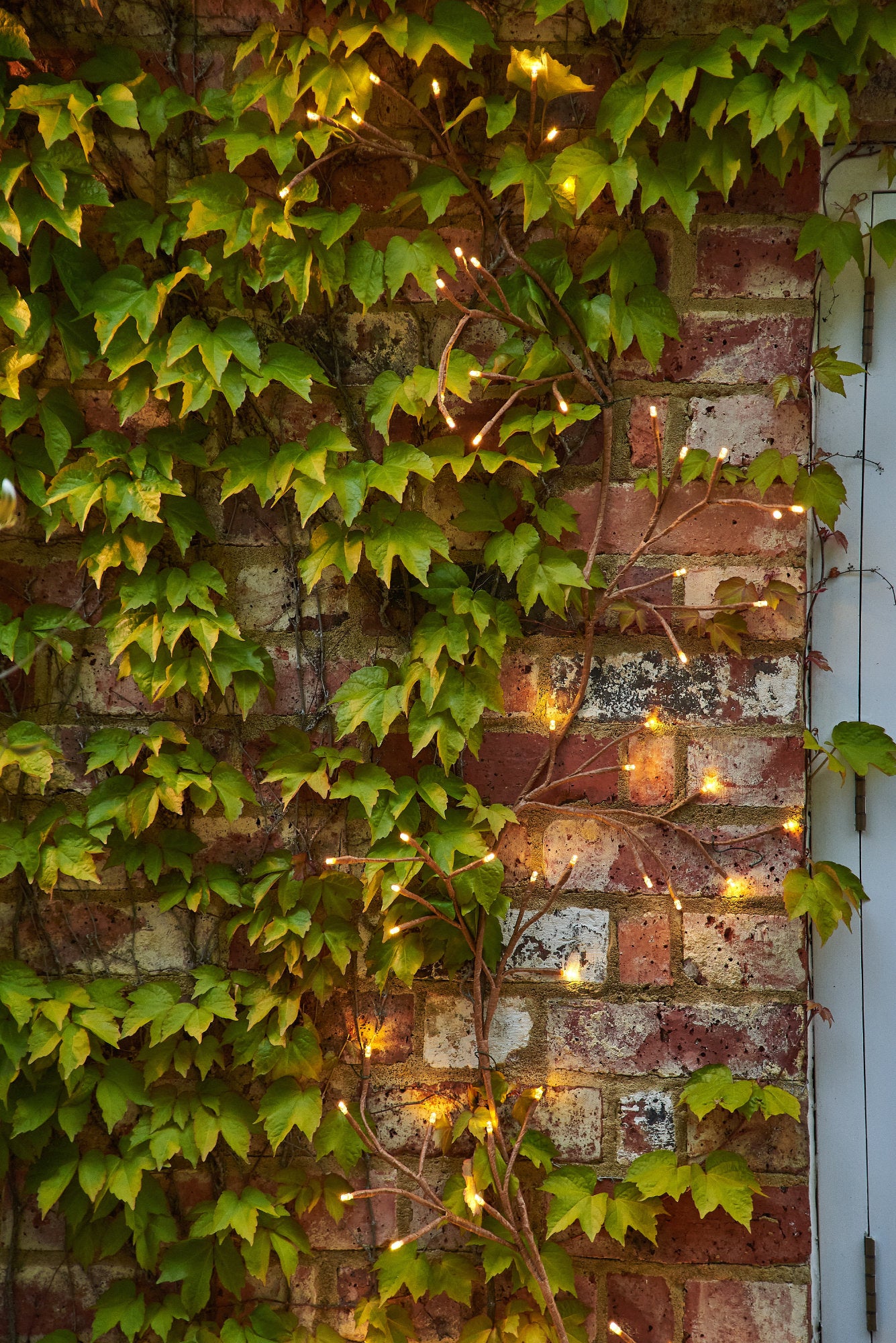 Climbing Ivy Branch