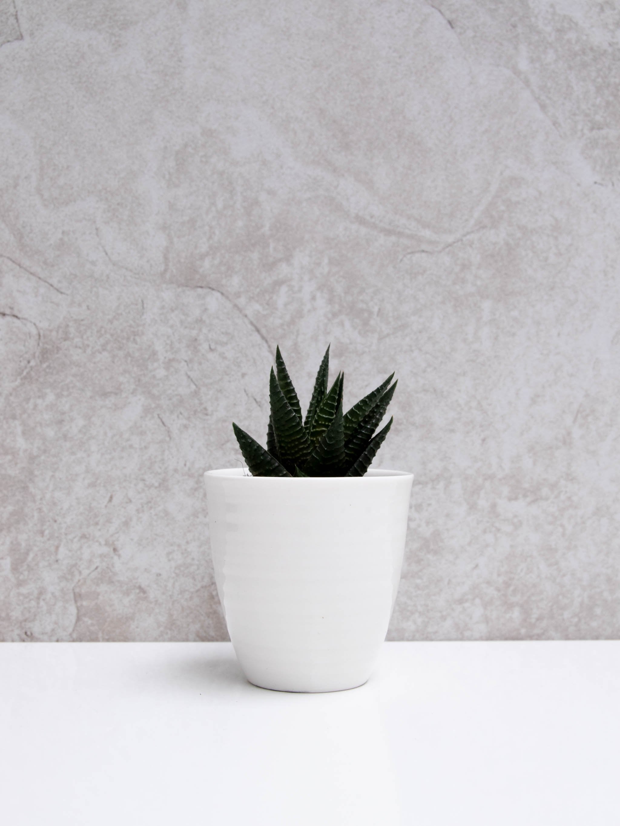 Porcelain Pot