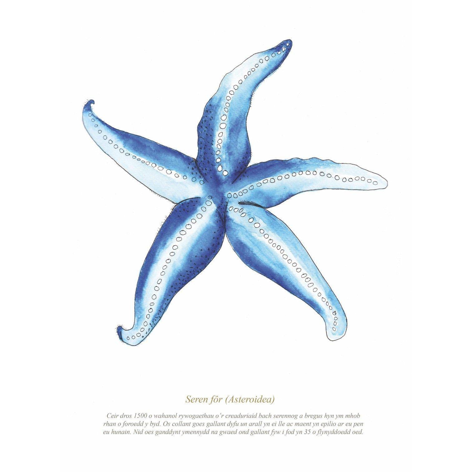 Print - Starfish Watercolour
